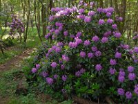 Rhododendron ponticum 5, Pontische rododendron, Saxifraga-Ed Stikvoort