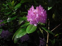 Rhododendron ponticum 6, Pontische rododendron, Saxifraga-Ed Stikvoort