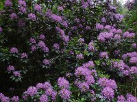 Rhododendron ponticum 7, Pontische rododendron, Saxifraga-Ed Stikvoort