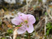Rhodothamnus chamaecistus 13, Saxifraga-Rutger Barendse