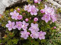 Rhodothamnus chamaecistus 15, Saxifraga-Luuk Vermeer
