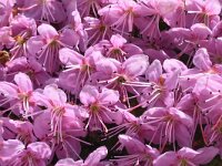 Rhodothamnus chamaecistus 22, Saxifraga-Harry Jans