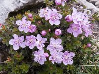 Rhodothamnus chamaecistus 31, Saxifraga-Luuk Vermeer