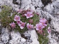 Rhodothamnus chamaecistus 37, Saxifraga-Luuk Vermeer