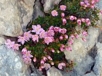 Rhodothamnus chamaecistus 4, Saxifraga-Hans Dekker