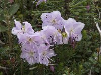 Rhodothamnus chamaecistus 8, Saxifraga-Willem van Kruijsbergen