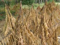 Rhus typhina 4, Azijnboom, Saxifraga-Rutger Barendse