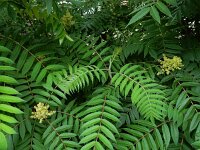 Rhus typhina 7, Azijnboom, Saxifraga-Ed Stikvoort : droogbloemen Breda