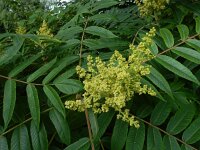 Rhus typhina 9, Azijnboom, Saxifraga-Ed Stikvoort : droogbloemen Breda