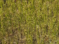 Rhynchospora fusca 13, Bruine snavelbies, Saxifraga-Willem van Kruijsbergen