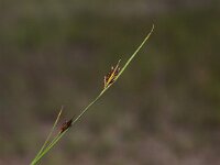 Rhynchospora fusca 15, Bruine snavelbies, Saxifraga-Peter Meininger