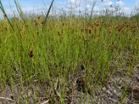 Rhynchospora fusca 19, Bruine snavelbies, Saxifraga-Ed Stikvoort : Halsters Laag A900