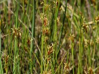 Rhynchospora fusca 2, Bruine snavelbies, Saxifraga-Willem van Kruijsbergen