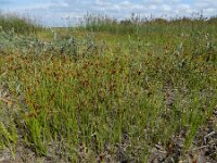 Rhynchospora fusca 20, Bruine snavelbies, Saxifraga-Ed Stikvoort : Halsters Laag A900