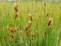 Rhynchospora fusca 40, Bruine snavelbies, Saxifraga-Ed Stikvoort