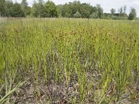 Rhynchospora fusca 46, Bruine snavelbies, Saxifraga-Willem van Kruijsbergen