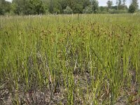 Rhynchospora fusca 47, Bruine snavelbies, Saxifraga-Willem van Kruijsbergen