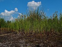 Rhynchospora fusca 7, Bruine snavelbies, Saxifraga-Hans Dekker