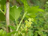Ribes alpinum 10, Alpenbes, Saxifraga-Rutger Barendse
