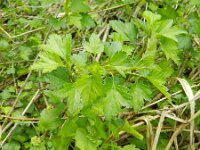 Ribes alpinum 12, Alpenbes, Saxifraga-Rutger Barendse