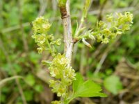 Ribes alpinum 14, Alpenbes, Saxifraga-Rutger Barendse