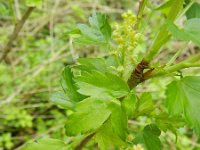 Ribes alpinum 15, Alpenbes, Saxifraga-Rutger Barendse