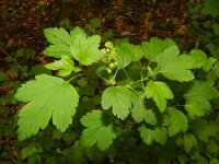 Ribes alpinum 16, Alpenbes, Saxifraga-Rutger Barendse