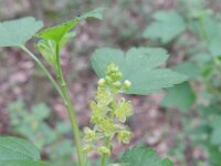 Ribes alpinum 17, Alpenbes, Saxifraga-Rutger Barendse