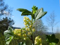 Ribes alpinum 18, Alpenbes, Saxifraga-Rutger Barendse