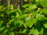 Ribes alpinum 19, Alpenbes, Saxifraga-Ed Stikvoort
