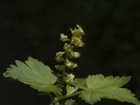 Ribes alpinum 2  Alpenbes, Saxifraga-Marijke Verhagen
