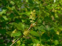 Ribes alpinum 21, Alpenbes, Saxifraga-Ed Stikvoort