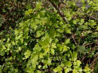 Ribes alpinum 23, Alpenbes, Saxifraga-Ed Stikvoort