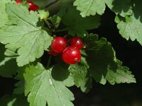 Ribes alpinum 3, Alpenbes, Saxifraga-Jan van der Straaten