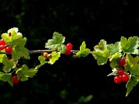 Ribes alpinum 5, Alpenbes, Saxifraga-Marijke Verhagen
