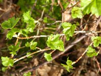 Ribes alpinum 6, Alpenbes, Saxifraga-Rutger Barendse