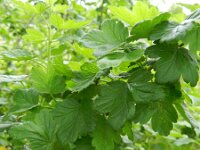 Ribes divaricatum 2, Worcesterbes, Saxifraga-Rutger Barendse