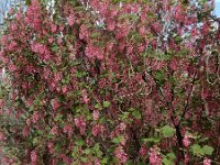 Ribes sanguineum 18, Rode ribes, Saxifraga-Ed Stikvoort