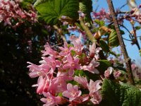 Ribes sanguineum 20, Rode ribes, Saxifraga-Ed Stikvoort
