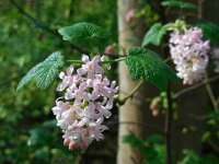 Ribes sanguineum 23, Rode ribes, Saxifraga-Ed Stikvoort