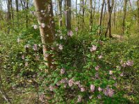 Ribes sanguineum 24, Rode ribes, Saxifraga-Ed Stikvoort