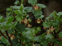 Ribes uva-crispa, European Gooseberry