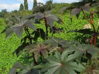 Ricinus communis 10, Wonderboom, Saxifraga-Rutger Barendse