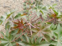 Ricinus communis 12, Wonderboom, Saxifraga-Rutger Barendse