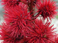 Ricinus communis 13, Wonderboom, Saxifraga-Ed Stikvoort