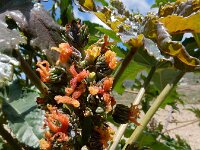 Ricinus communis 14, Wonderboom, Saxifraga-Ed Stikvoort
