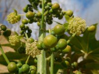 Ricinus communis 15, Wonderboom, Saxifraga-Ed Stikvoort