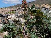 Ricinus communis 16, Wonderboom, Saxifraga-Ed Stikvoort