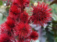 Ricinus communis 17, Wonderboom, Saxifraga-Ed Stikvoort