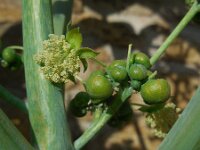 Ricinus communis 18, Wonderboom, Saxifraga-Ed Stikvoort